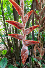 Costa Rica Flora. Groen, wildernis.