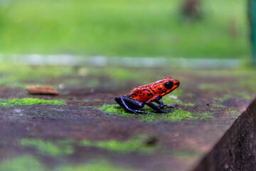 Strawberry poison-dart frog of Costa Rica.