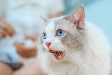Cute Ragdoll cat open mouth and lick, looks like cat speaking