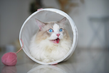 Beautiful Ragdoll cat open mouth and breath, looks like small dog