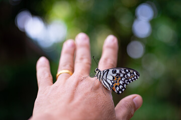 A beautiful butterfly on someone's hand