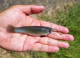 Holding a minnow on the fishing hook for bait