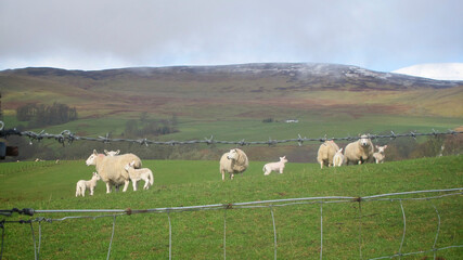 Obraz premium sheep in pasture