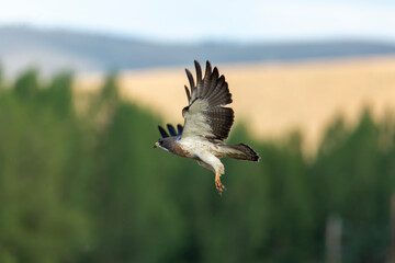 Adult Swainson's hawk in flight