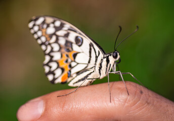 A beautiful butterfly on someone's hand