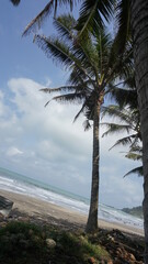 Coconut trees plantations are very shady and beautiful and grow on high hills. Suitable for people looking for photos of trees and hills.