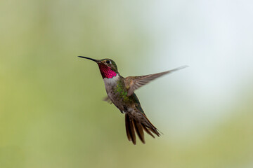 Fototapeta na wymiar Broadtailed hummingbird in flight