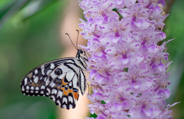 Beautiful butterflies on flowers in nature