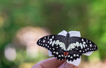 A beautiful butterfly on someone's hand