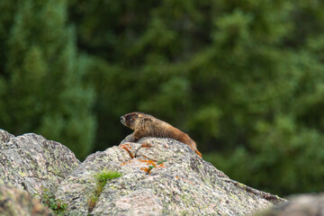 Marmot resting on rocks