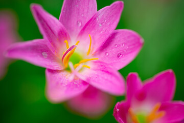 Naklejka premium Beautiful pink flowers in nature
