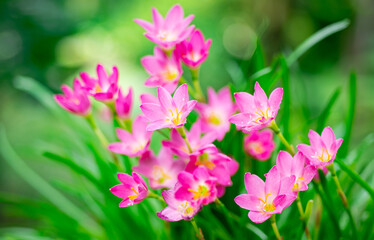 Fototapeta premium Beautiful pink flowers in nature