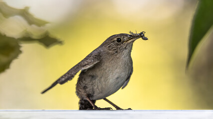 Northern House Wren (Troglodytes aedon) bird catching insects and bugs for food and perched on a...