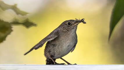 Northern House Wren (Troglodytes aedon) bird catching insects and bugs for food and perched on a fence wildlife background