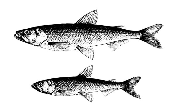 Smelt, Fish collection. Healthy lifestyle, delicious food. Hand-drawn images, black and white graphics.