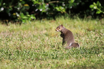 squirrel in the grass