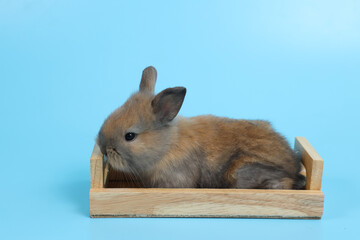 Fototapeta premium young cute brown easter bunny rabbit in wooden box on blue background