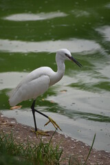 Garza de color blanco en una laguna