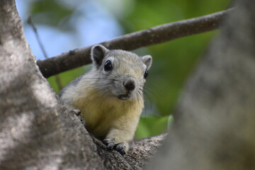 Ardilla en un árbol con fondo desenfocado