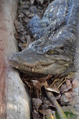 alligator in the everglades