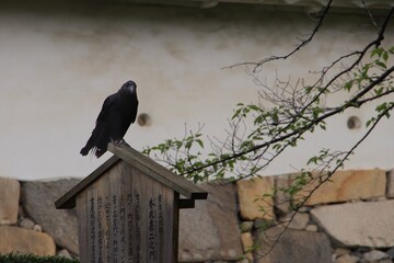 A clever black crow takes a break in a Japanese park