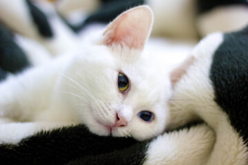 white cat with yellow eyes