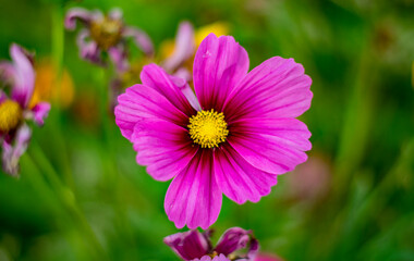 pink cosmos flower in garden