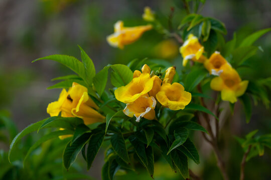 Close-up blossoming of yellow tecoma flowers outdoor