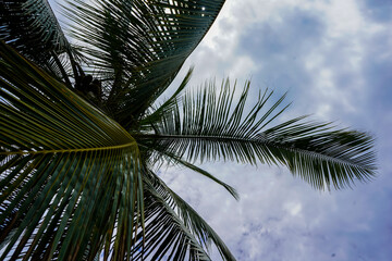 Fototapeta na wymiar Beautiful perspecticve view of the palm trees with coconuts 