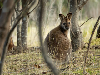 Friendly wallaby alone in Australian nature