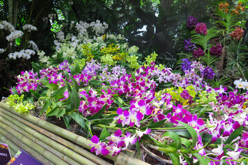 tropical orchid display