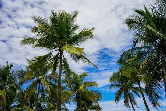 Beautiful perspecticve view of the palm trees with coconuts  