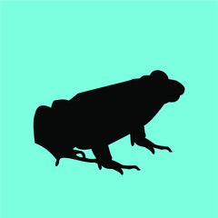 Frog vector illustration