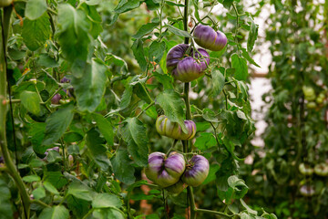 Blue ripe tomatoes grow on branches in farm greenhouse