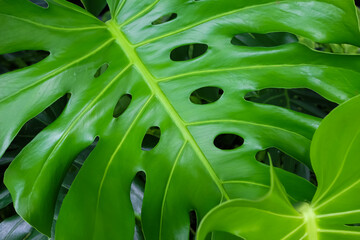 Fototapeta na wymiar Monstera Leaves or Swiss Cheese Plant or Monstera Deliciosa in nature, tropical green leaves background, Philodendron monstera.