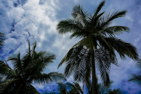 Beautiful perspecticve view of the palm trees with coconuts  
