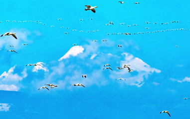 Snow Geese Flying Mount Baker Skagit Valley Washington