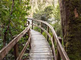 Fototapeta premium Boardwalk forest path along Huon River at Tahune Airwalk