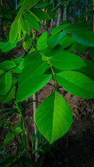 green leaves on a tree