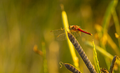 Na zdjeciu widzimy ważkę Szablak krwisty(Sympetrum sanguineum) – gatunek euroazjatyckiej ważki z rodziny ważkowatych (Libellulidae).  © Piotr