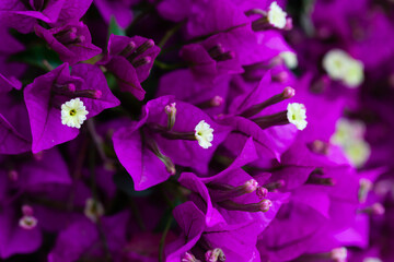 Beautiful purple summer flower Bougainvillea branches closeup in garden