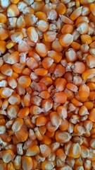 close up of dried orange peel