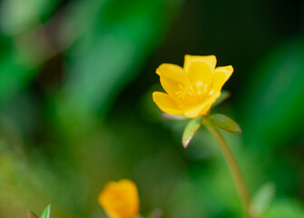 Fototapeta premium Macro pictures of beautiful flowers