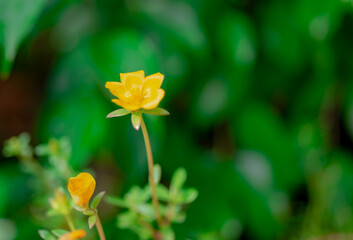 Macro pictures of beautiful flowers