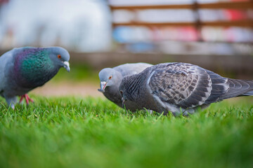 Pigeons in the city on the square. Close-up photographed.