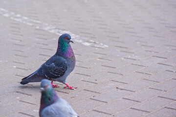 Pigeons in the city on the square. Close-up photographed.