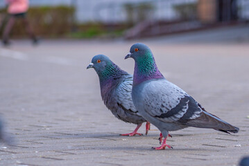 Pigeons in the city on the square. Close-up photographed.