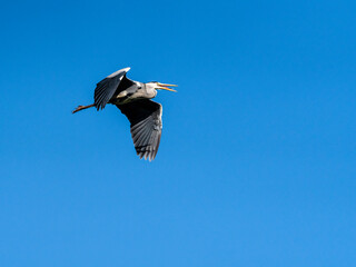Graureiher (Ardea cinerea) in flight