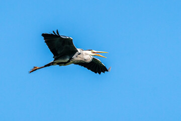 Graureiher (Ardea cinerea) in flight