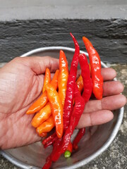Long Fresh Red and Orange Chilly